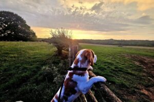 Dog With Sunset
