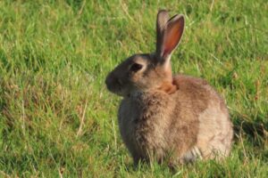 Hare