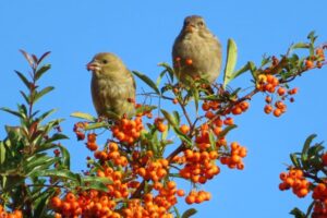 Two Birds